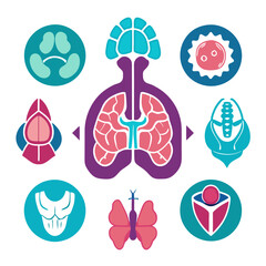 Stylized vector graphic of human anatomical elements illustration