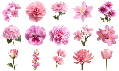 A Vibrant Collection of Pink Flowers, Showcasing Various Species for Nature and Botanical Enthusiasts. Large Multiple Plant and Nature Collection Set Isolated on Transparent Background