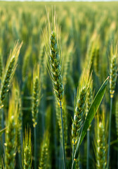 Fototapeta premium wheat field in summer, Golden Wheat Field Close-Up in Summer Sunlight