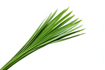 green palm leaf on a white background12