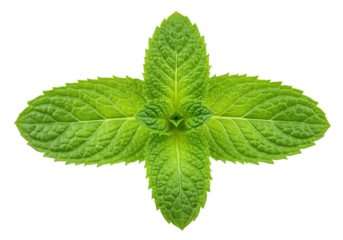 Fresh mint leaves arranged in a cross shape isolated on transparent background