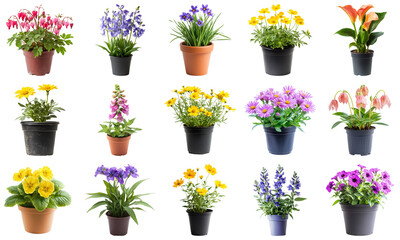 Vibrant Collection of Potted Flowers Showcasing Diverse Colors and Unique Petal Structures for Garden Enthusiasts and Decor Lovers. Plant Nature Collection Set Isolated on Transparent Background