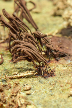dead tree stump