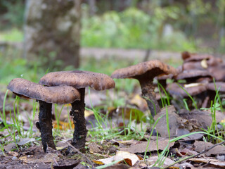 mushroom in the forest