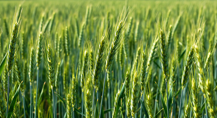 Obraz premium green grass background, Golden Wheat Field Close-Up in Summer Sunlight