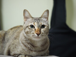 A cat in a ready to jump pose