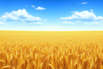 field of ripe wheat under a blue sky with clouds
