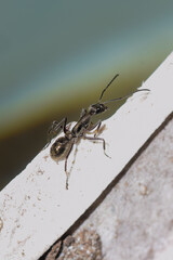 ant on a wood
