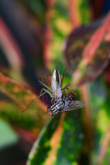 spider and fly fight