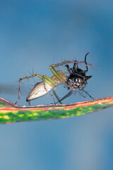 spider eating a fly
