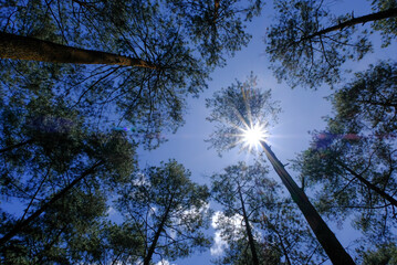 Obraz premium sunlight through the pine trees, low angle, sun star