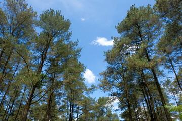 pine trees and sky