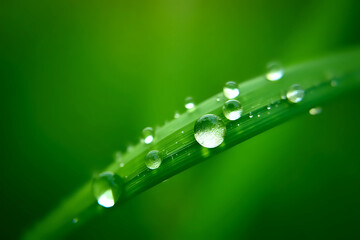 Beautiful details of nature. Morning dew drops on fresh green leaf. Summer nature macro pattern, fresh rain drops on green leaf. Peaceful tranquil ecology Beauty in nature.