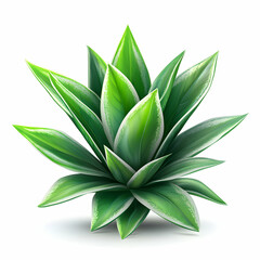 Detailed Close Up Of Green And White Agave Plant