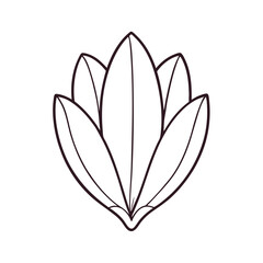 Tulip flower petals on white line art vector illustration