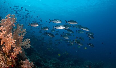 Underwater view of vibrant coral reef ecosystem with clownfish swimming among anemones, colorful tropical fish, and clear blue ocean in a thriving marine habitat.