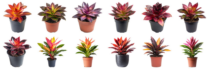 Variety of Colorful Houseplants in Different Pots for Home Decor and Interior Landscaping Ideas. Large Multiple Plant and Nature Collection Set Isolated on Transparent Background