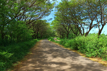 Serene Road Surrounded By Tall Trees