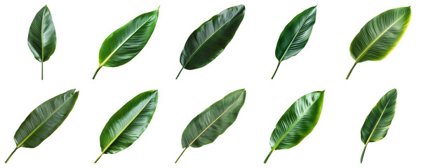Various Tropical Green Leaves Isolated on White Background for Nature and Environmental Themes. Large Multiple Plant and Nature Collection Set Isolated on Transparent Background