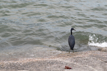 Black crowned crane and black crowned night heron are wild black birds with beaks found in nature and near water