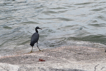 Black crowned crane and black crowned night heron are wild black birds with beaks found in nature and near water
