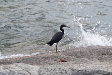 Black crowned crane and black crowned night heron are wild black birds with beaks found in nature and near water