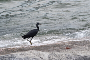 Black crowned crane and black crowned night heron are wild black birds with beaks found in nature and near water