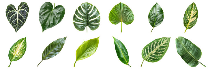 Diverse Collection of Green Leaves with Unique Textures and Patterns Isolated on White Background....
