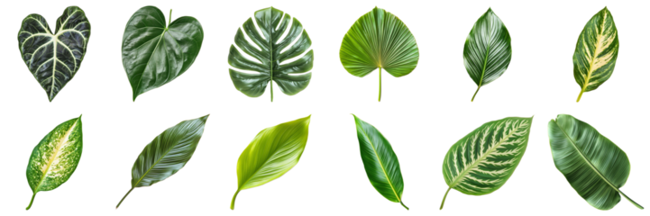 Diverse Collection of Green Leaves with Unique Textures and Patterns Isolated on White Background. Large Multiple Plant and Nature Collection Set Isolated on Transparent Background