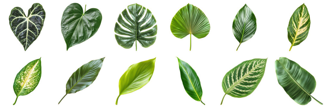 Diverse Collection of Green Leaves with Unique Textures and Patterns Isolated on White Background. Large Multiple Plant and Nature Collection Set Isolated on Transparent Background
