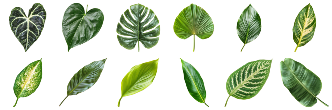 Diverse Collection of Green Leaves with Unique Textures and Patterns Isolated on White Background. Large Multiple Plant and Nature Collection Set Isolated on Transparent Background