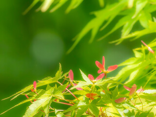 モミジの新緑。かわいい小さなプロペラのような形をした種のクローズアップ。