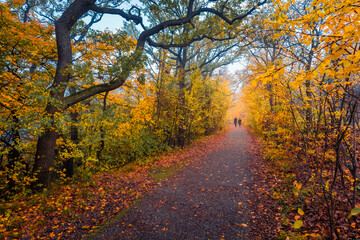 Obraz premium Two tourists on the treck in autumn forest. Colorful morning scene of Austrian Alps. Fantastic autumn view of foliage woodland. Beauty of nature concept background.