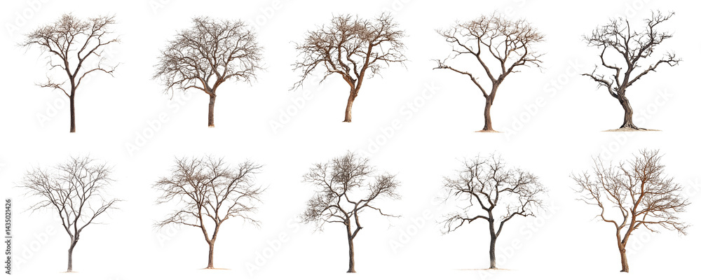 Poster collection of bare trees in various forms and shapes against a white background for seasonal and nat