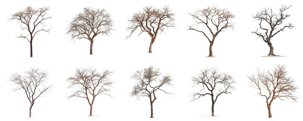 Collection of Bare Trees in Various Forms and Shapes Against a White Background for Seasonal and...