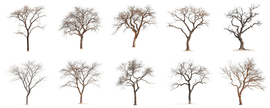 Collection of Bare Trees in Various Forms and Shapes Against a White Background for Seasonal and Nature Themes. Large Multiple Plant and Nature Collection Set Isolated on Transparent Background