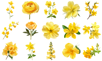 A Vibrant Collection of Various Yellow Flowers Displaying Beauty and Diversity in Nature. Large Multiple Plant and Nature Collection Set Isolated on Transparent Background