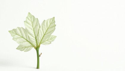 Fototapeta premium Single, delicate sapling against pure white backdrop, background, small