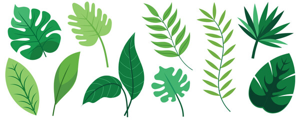 Tropical leaves. Cartoon jungle exotic palm plants and flowers. Banana, philodendron, plumeria, monstera leaf isolated on white background. Floral element vector set © Sanjoy