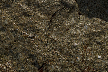Macro closeup reveals ants on the rough textured ground near the sandy beach