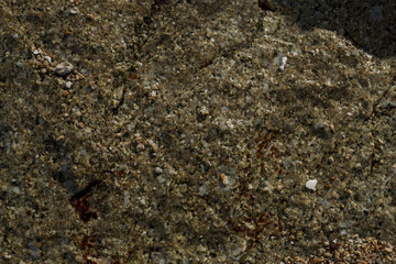 Macro closeup reveals ants on the rough textured ground near the sandy beach