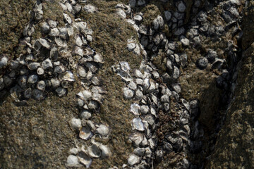 Coastal nature and rocks on the beach with lots of shells