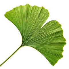 beautiful ginkgo green leaf png fan shaped leaf png ginkgo biloba png herbal leaf png transparent background image