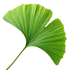 beautiful ginkgo green leaf png fan shaped leaf png ginkgo biloba png herbal leaf png transparent background image