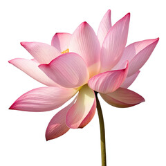 beautiful pink lotus flower png sacred flower png blooming lotus png floral clipart png transparent background image