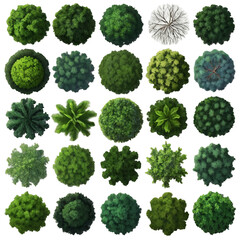 Top View Tree Illustration