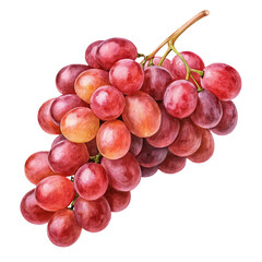 Fototapeta premium bunch of vibrant red grapes png red grape cluster png fresh red grapes png vineyard fruit bunch png transparent background image