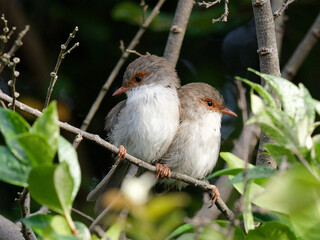 Two Female Superb Fairywren (Malurus cyaneus) perched close together on a branch.