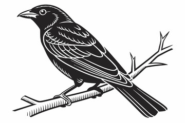 tanager sihouette black vector white