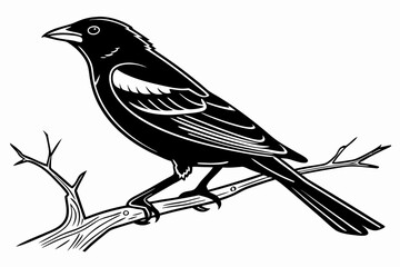 tanager sihouette black vector white